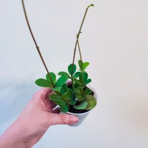 Peperomia Hope